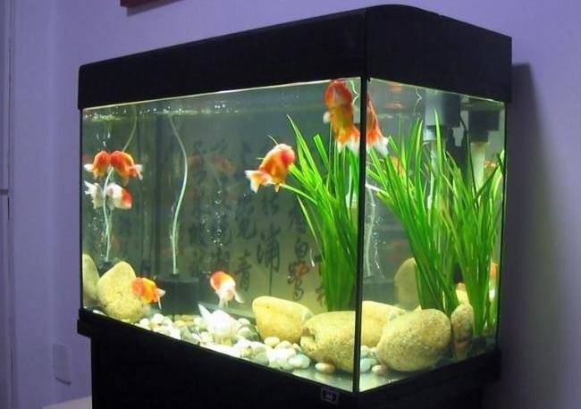 辦公室魚(yú)缸擺放